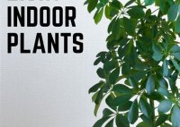 Best Tall Indoor Plant For Low Light