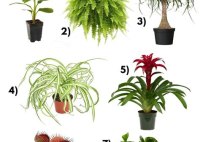 Houseplants Not Toxic For Dogs