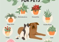 What Plants Are Bad For Cats To Eat
