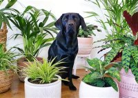 What Plants Are Good For Cats And Dogs To Eat