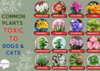 What Plants Are Poisonous For Dogs To Eat