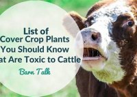 What Plants Are Toxic To Cattle