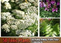 What Plants Are Toxic To Cattle