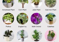 Where To Find Free House Plants