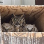 Great Horned Owl House Plans