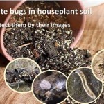 Little White Bugs In My House Plant Soil